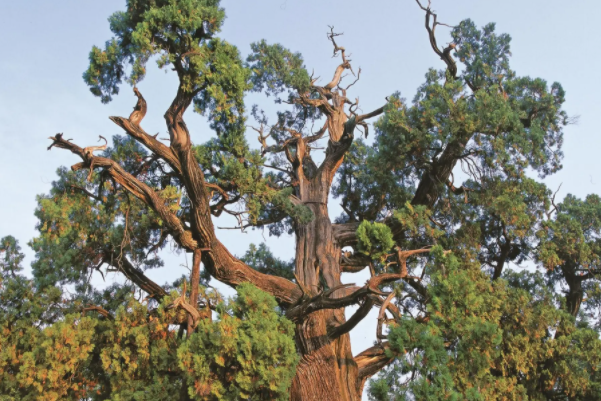 世界上最稀有的树木：普陀鹅耳枥(现仅存一株)