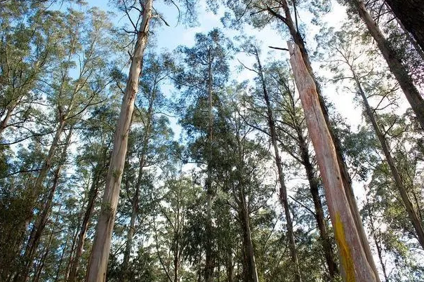 最高的树：澳洲杏仁桉树(最高可达156米)