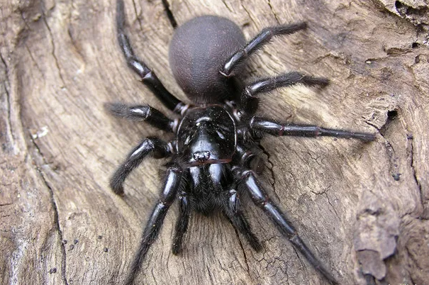 世界上毒性最强的蜘蛛:悉尼漏斗网蜘蛛(体型巨大)