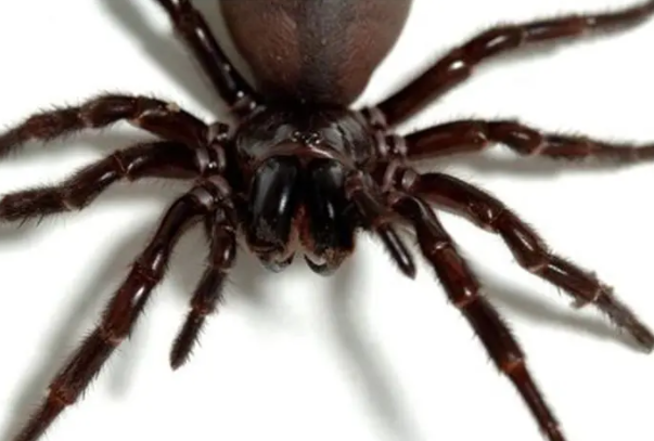 世界上毒性最强的蜘蛛：悉尼漏斗网蜘蛛(体型巨大)