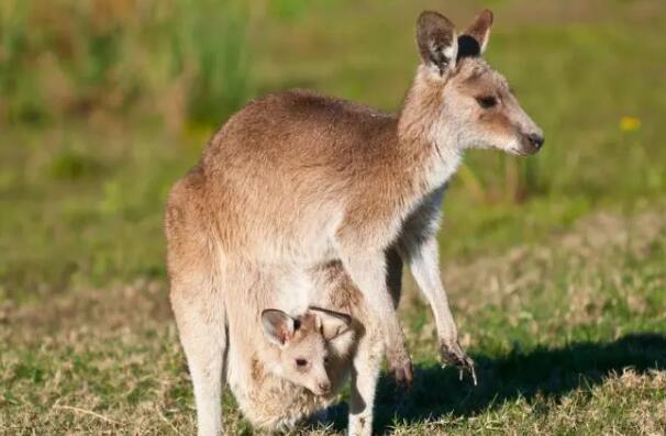 澳大利亚三大国宝:袋鼠/考拉/鸸鹋（野生袋鼠有六千多万只）