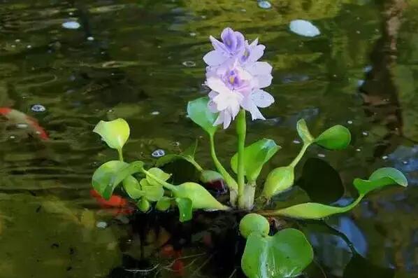十种常见的水生植物:荷花/睡莲/金鱼藻等（精致且美观）
