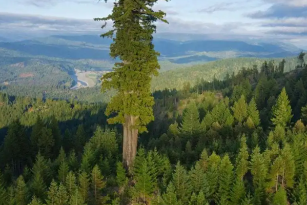 世界上最高的树：亥伯龙树(高度为115.85米)