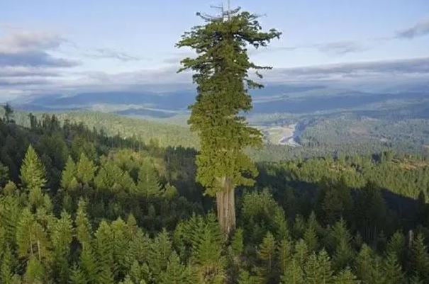 世界上最高的树：亥伯龙树(高度为115.85米)