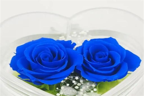 蓝色妖姬的花语是什么意思代表什么含义?清纯的爱(代表爱情)