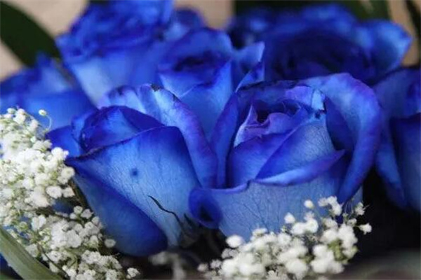 蓝色妖姬的花语是什么意思代表什么含义?清纯的爱(代表爱情)