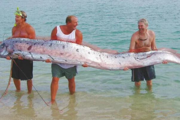世界上最大的带鱼：鲱王皇带鱼(长达15米)