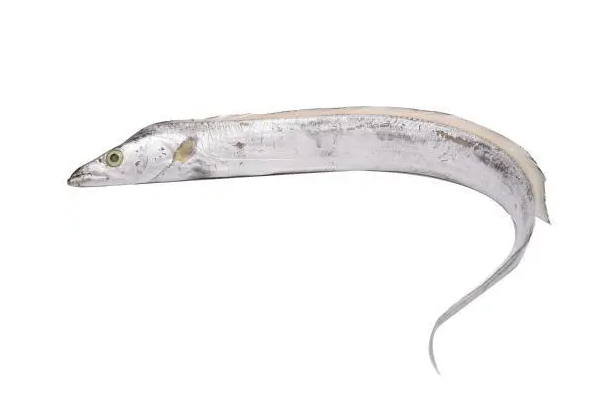 世界上最大的带鱼：鲱王皇带鱼(长达15米)