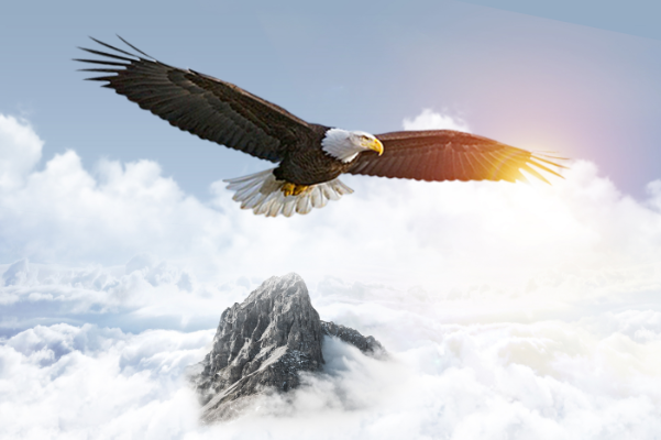 老鹰是哪个国家的国宝：美国和俄罗斯的象征(并不是国宝)