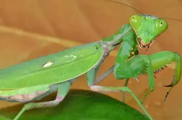 世界上最大最凶的螳螂：非洲绿巨螳螂(敢捕猎蛇)