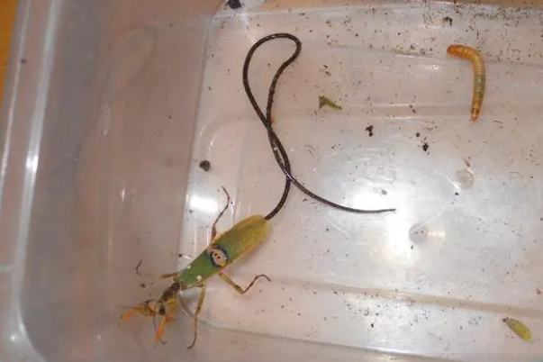 世界上最大最凶的螳螂：非洲绿巨螳螂(敢捕猎蛇)