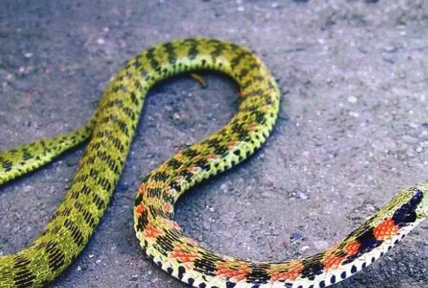 农村最常见的无毒蛇有哪些？灰鼠蛇/草腹链蛇等(大多无毒)