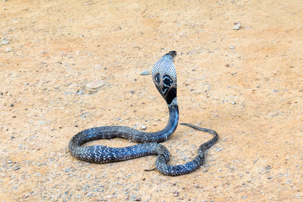 世界上最长的毒蛇：眼镜王蛇(长度接近六米)