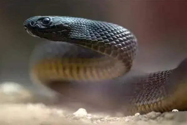 世界上最毒的蛇：细鳞太攀蛇(一次毒液可杀20万只老鼠)