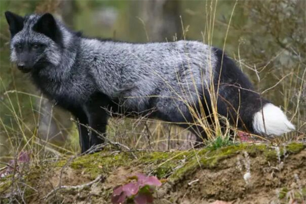 颜值最高的4种狐狸：北极狐/耳廓狐/大理石狐/银黑狐