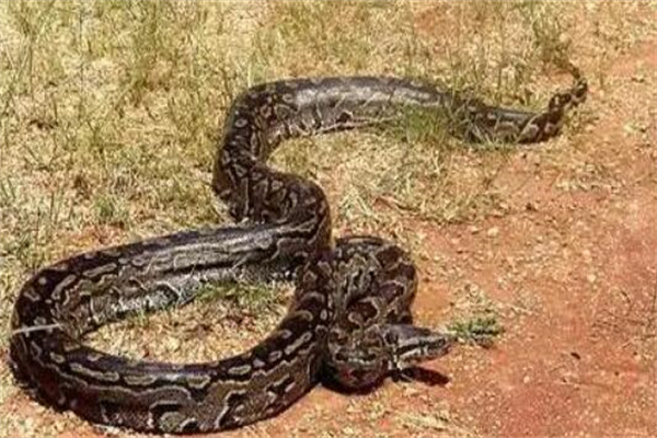 中国最吓人的一条巨蛇：体长近五十米(有人被吓晕)
