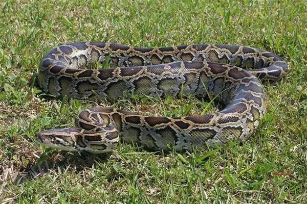 中国最吓人的一条巨蛇：体长近五十米(有人被吓晕)