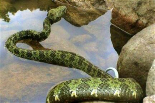 十大已灭绝的蛇：中华眼镜蛇上榜(具有混合毒性)
