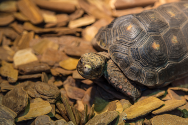 中国最小的龟：枫叶龟(分布于中国和越南)