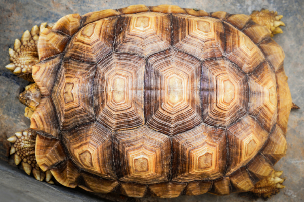 乌龟的祖先是什么动物?原颚龟(世界上最古老长寿的爬行动物)