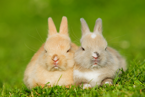 兔子的祖先是什么动物?钉齿兽(生活在5500万年前)