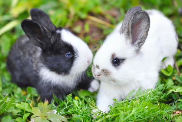 兔子的祖先是什么动物?钉齿兽(生活在5500万年前)