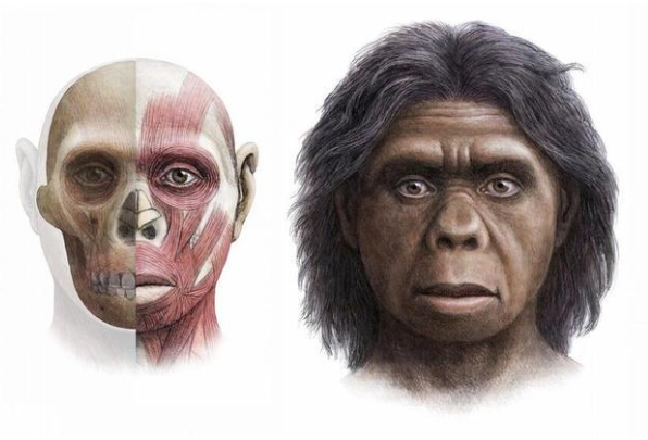 人类的祖先是鱼还是猿猴?猿猴(人类为灵长类动物)