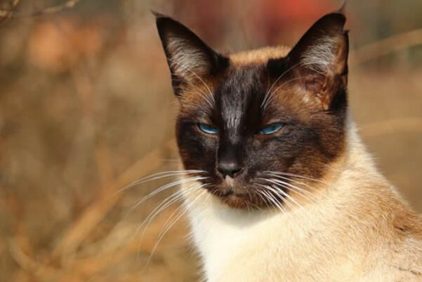 世界十大最聪明的宠物猫，孟加拉豹猫上榜，第二被称为挖煤工