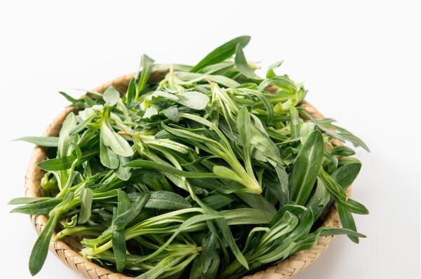 中国最常见的十大野菜品种，凤尾上榜，第五可以抗癌