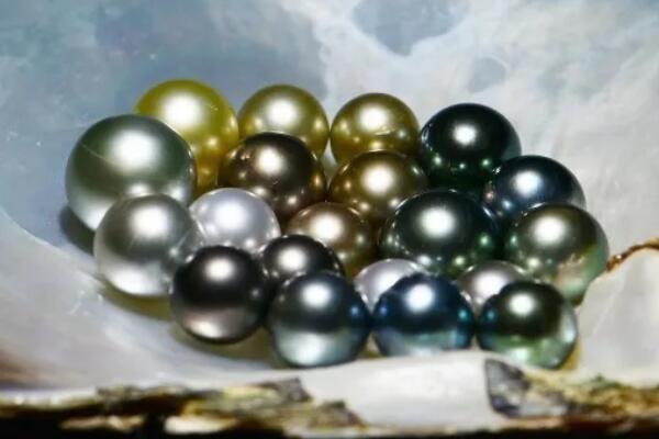 全球四大珍珠品种，南阳珍珠上榜，第一可磨成美容珍珠粉