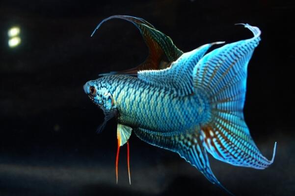 十大常见冷水观赏鱼，金鱼上榜，第二是会游泳的艺术品。