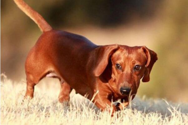 十大寿命最长的狗品种 阿拉斯加第一，吉娃娃上榜
