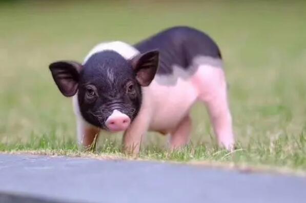 全球最受欢迎的十大宠物 仓鼠第三，荷兰猪上榜