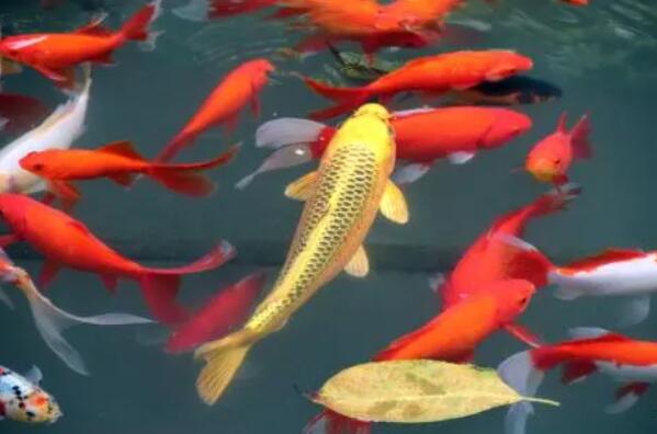 十大最漂亮的观赏鱼排行榜,金鱼上榜，第二被称为水中活宝石
