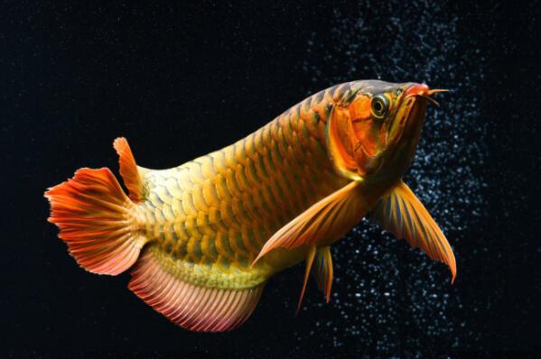 十大最漂亮的观赏鱼排行榜,金鱼上榜，第二被称为水中活宝石