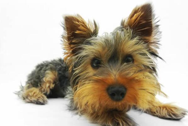 全球最可爱的十种小型犬，贵宾犬上榜，第一是世界上最小型犬种