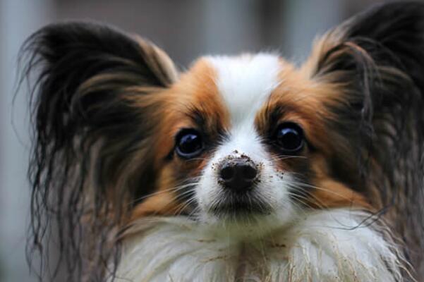 全球最可爱的十种小型犬，贵宾犬上榜，第一是世界上最小型犬种