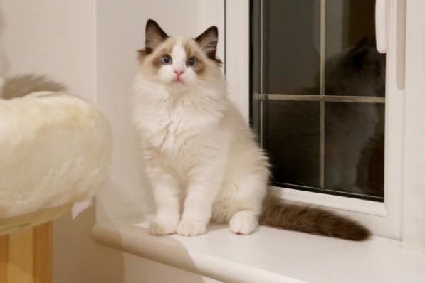 世界十大最适合家养的猫 俄罗斯蓝猫上榜，第二被称为“猫中王子”