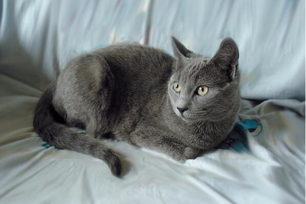 世界十大最适合家养的猫 俄罗斯蓝猫上榜，第二被称为“猫中王子”