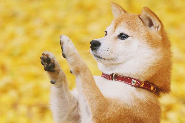 十大最爱干净的宠物狗：第六曾用香水洗澡，第一是日本柴犬