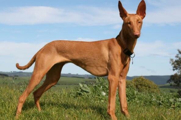世界十大最爱干净的宠物狗 柴犬第一，边境牧羊犬上榜