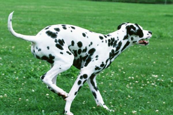 世界十大最爱干净的宠物狗 柴犬第一，边境牧羊犬上榜