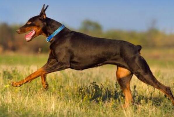世界十大智商最高的犬种 边境牧羊犬第一，贵宾犬上榜