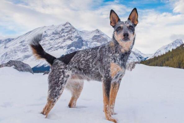 世界十大智商最高的犬种 边境牧羊犬第一，贵宾犬上榜