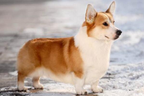 最不忠心的五种狗 萨摩耶上榜，第一被称为“暖男”