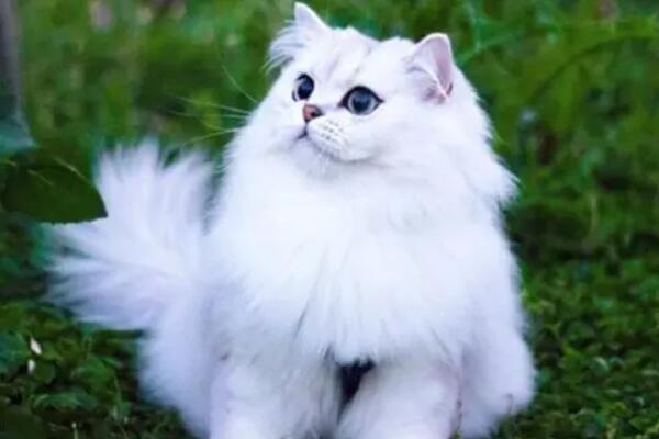 全球最受欢迎的十大宠物猫，布偶猫上榜，第十被称为“温柔的巨人”