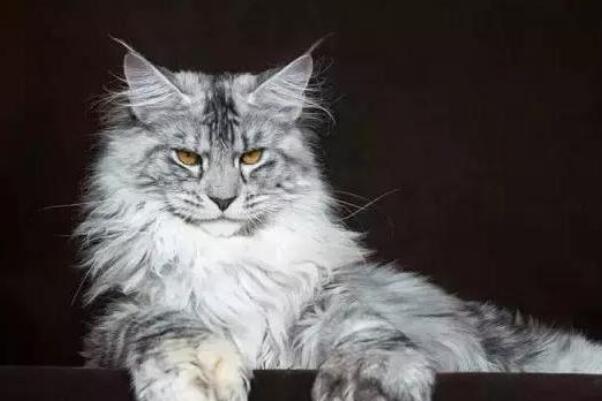 全球最受欢迎的十大宠物猫，布偶猫上榜，第十被称为“温柔的巨人”