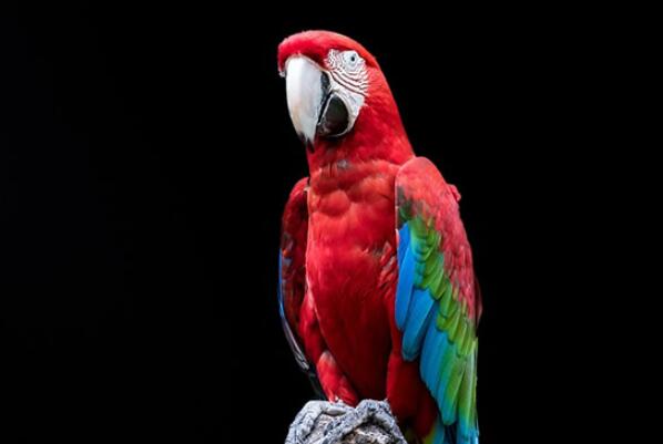 最值得养的十种宠物鸟，金刚鹦鹉上榜，第四被称为鸟中歌手