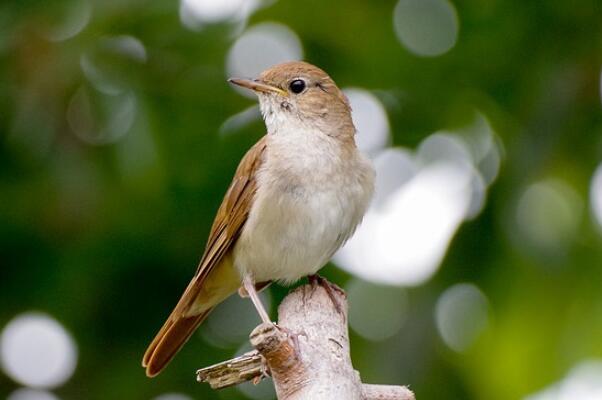 十大叫声最好听的鸟，金丝雀上榜，第一被誉为“鸟中歌手”