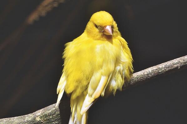 十大叫声最好听的鸟，金丝雀上榜，第一被誉为“鸟中歌手”